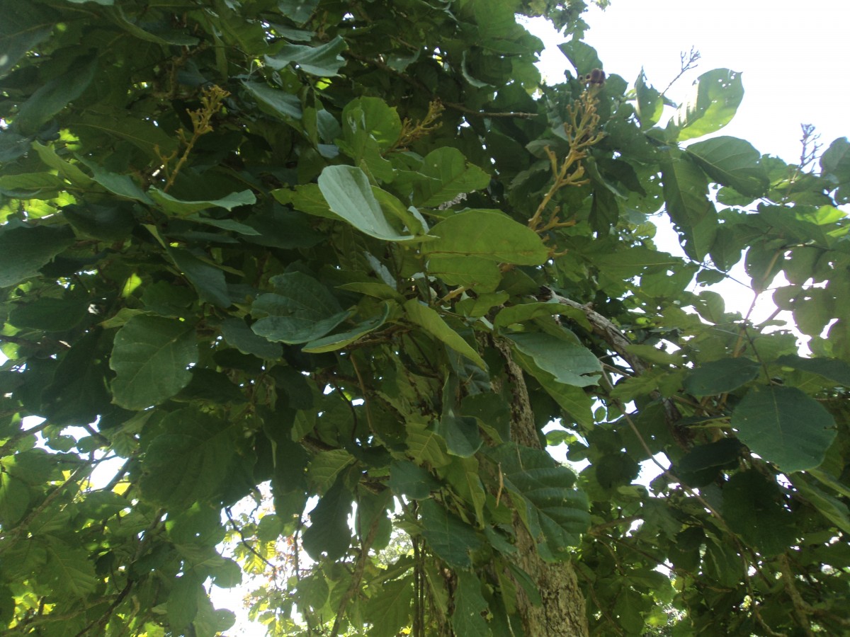 Fernandoa adenophylla (Wall. ex G.Don) Steenis